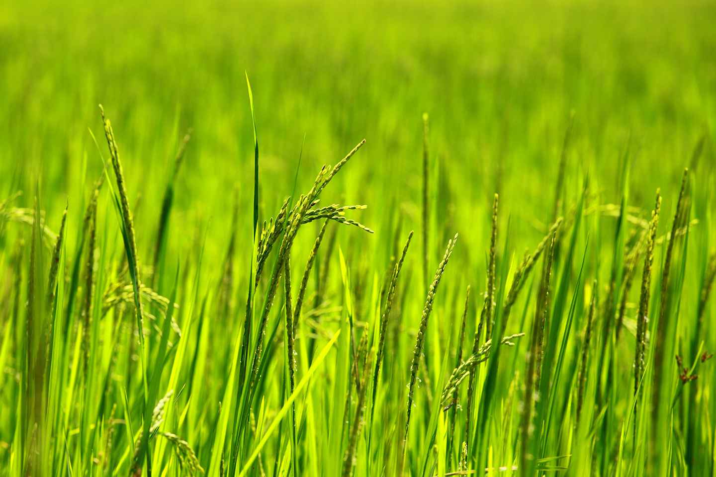 Slider Background